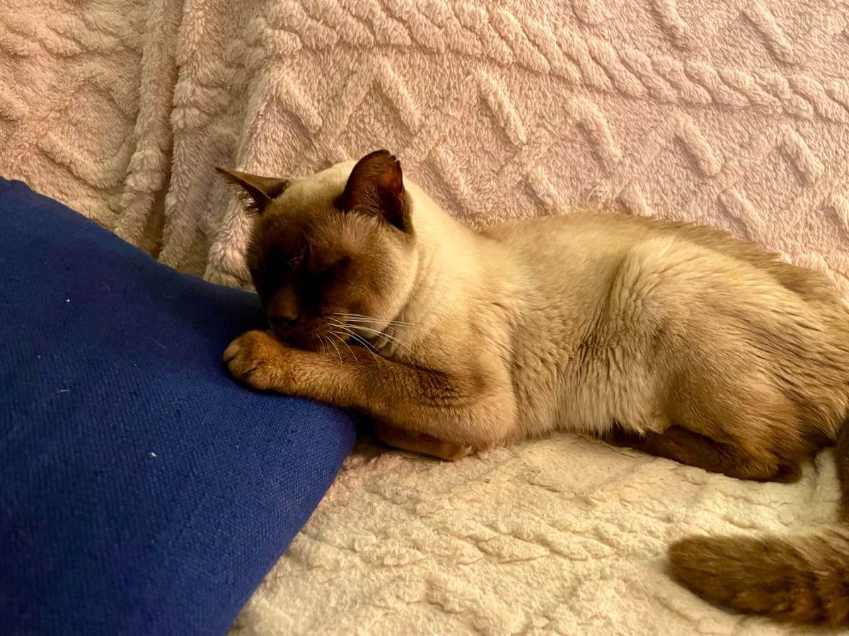 baby cat sleeping