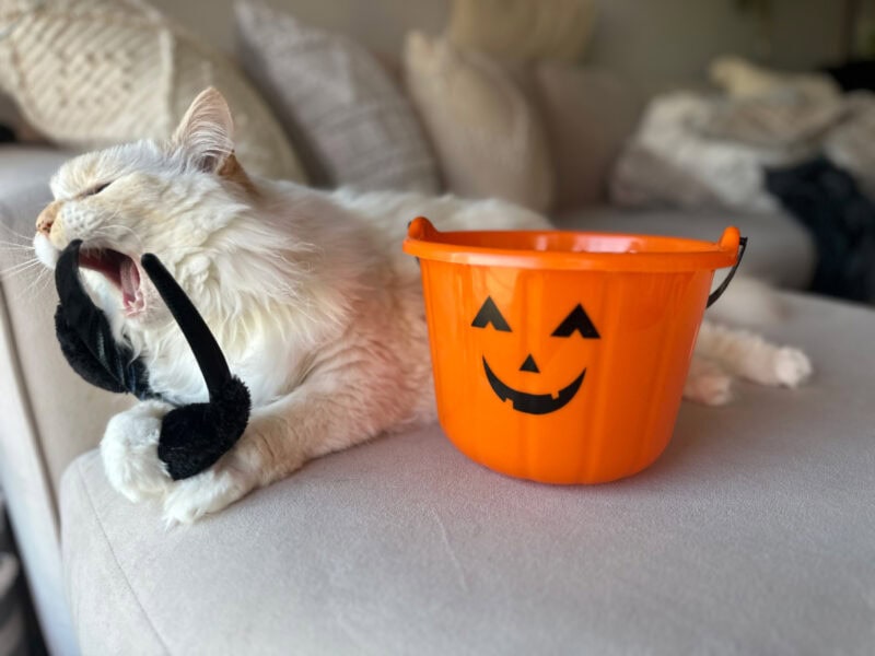 blue playing with the headband