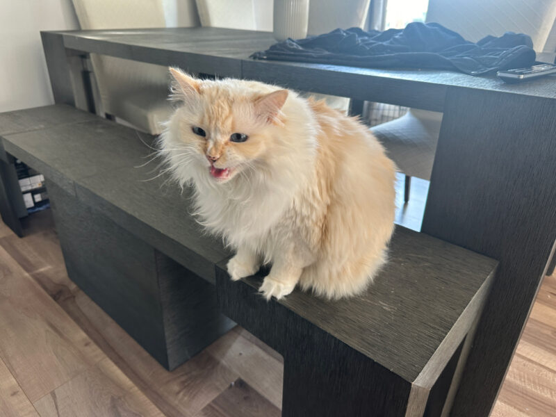 blue sitting on wooden chair