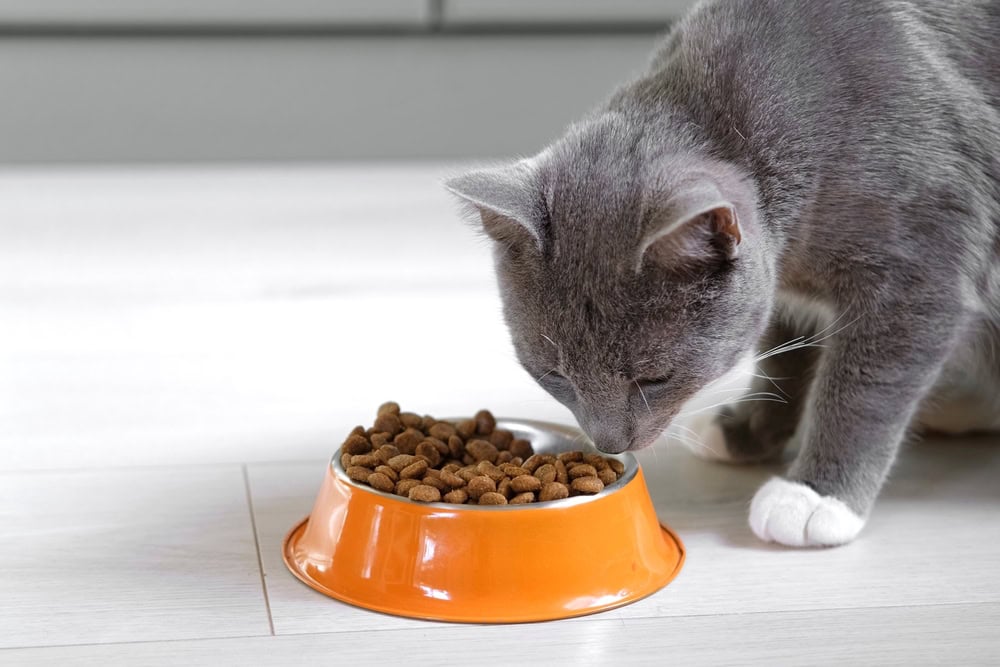 cat eating food from the bowl
