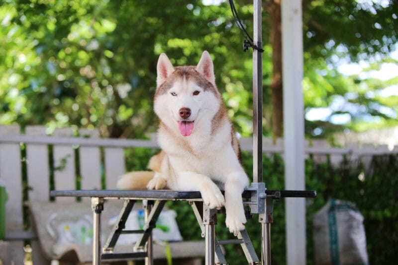 husky-sitting-on-a-grooming-table