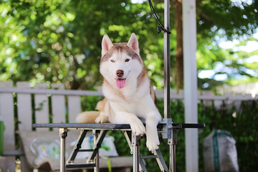 husky-sitting-on-a-grooming-table