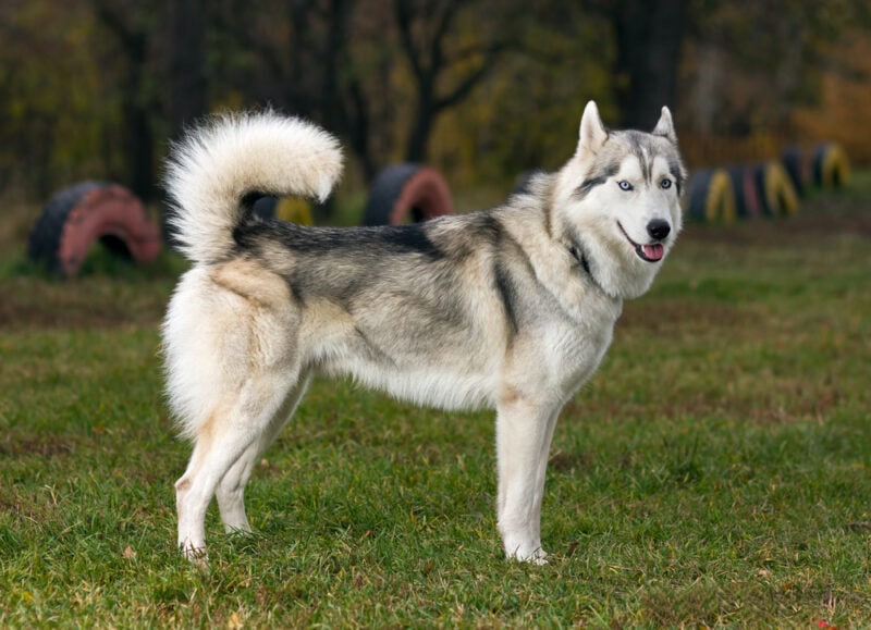 husky-standing-on-the-grass