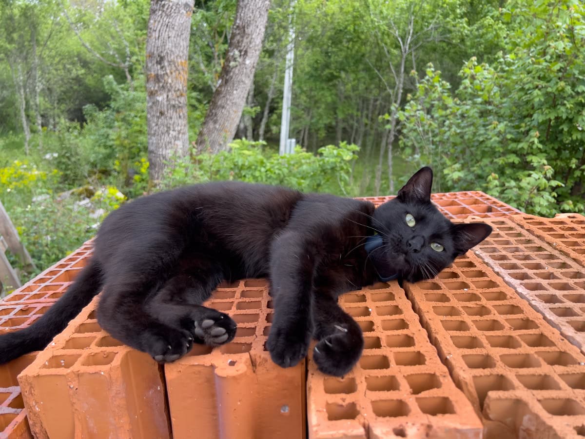 miki lying on stack up bricks