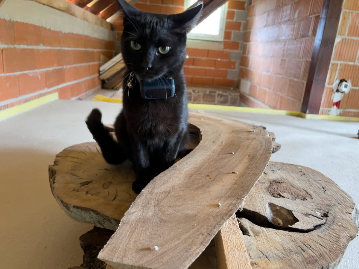 miki sitting on stack up cut tree trunk