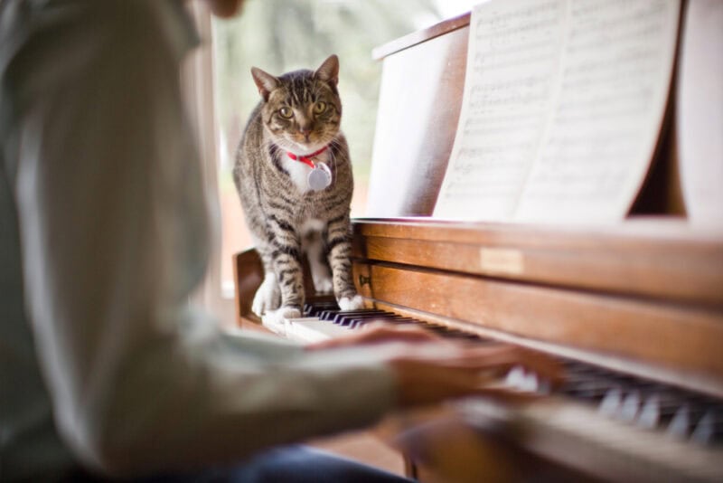 person playing piano while cat walks on the keys