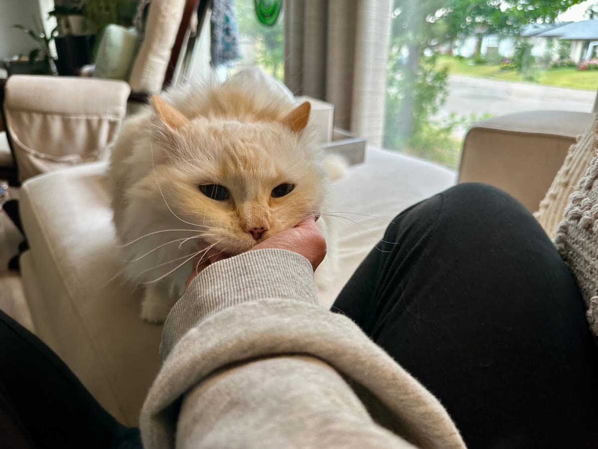 Photo inspiration: The Sound Of Happiness The Comfort Of A Cat S Photo Inspiration