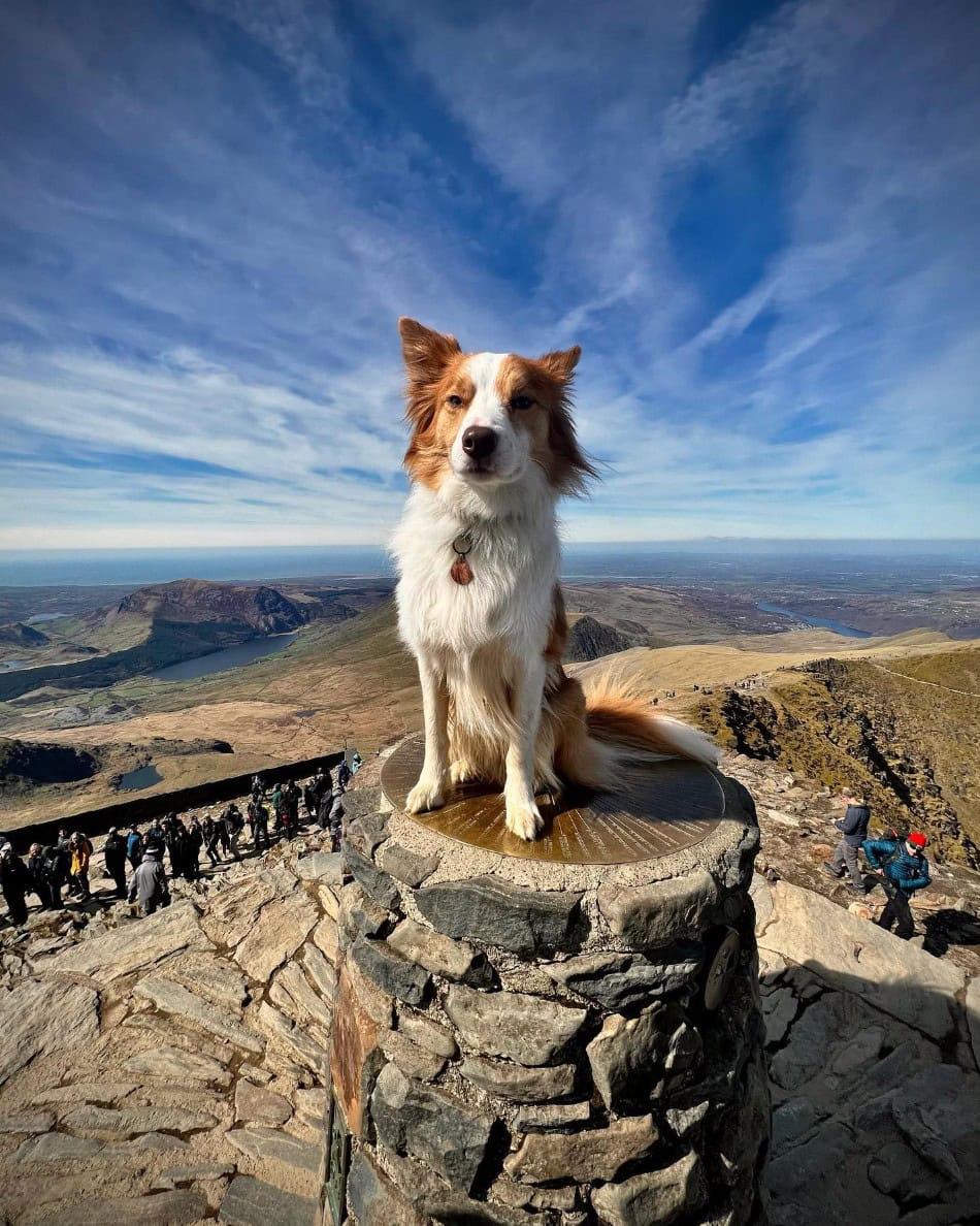 welsh sheepdog sitting on top of the hill