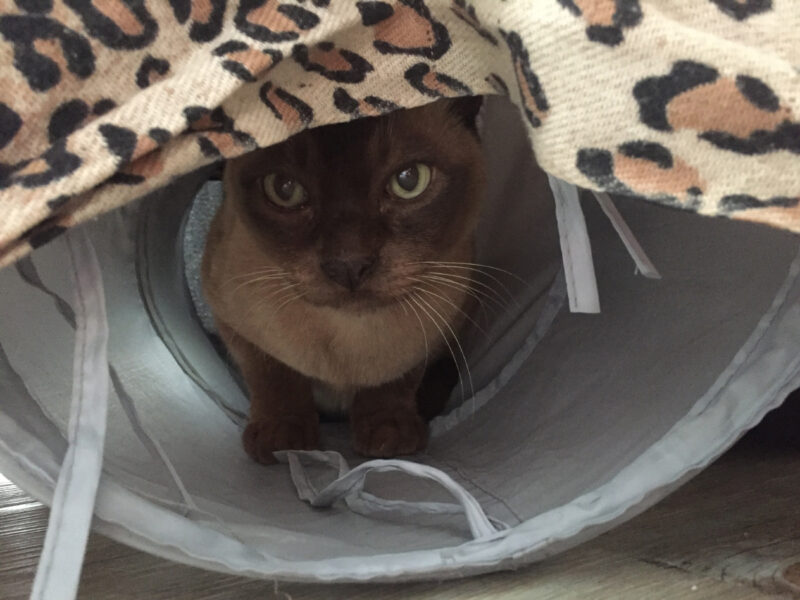 A younger Baby Cat loved his tunnel hidey-hole when we went away. We assume he was playing James Bond missions.