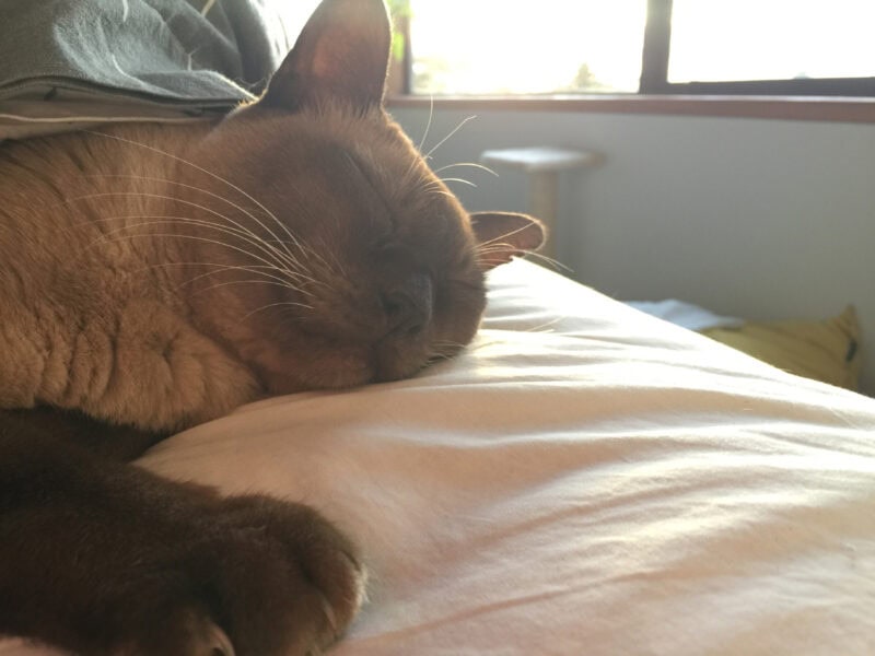 As long as we didn't disturb his sleep (tucked into our bed), we could leave him at any time of the day unnoticed.