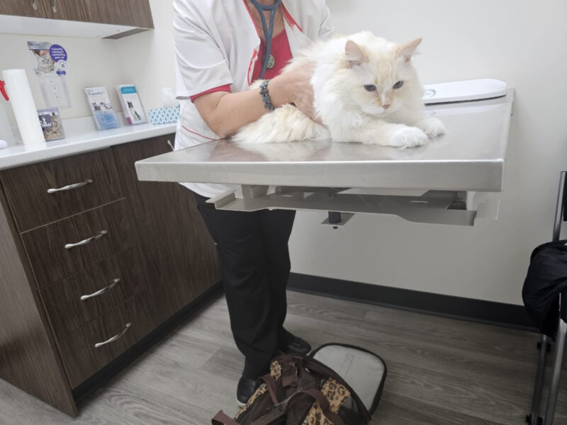 Blue getting a check up by Dr Cecelia