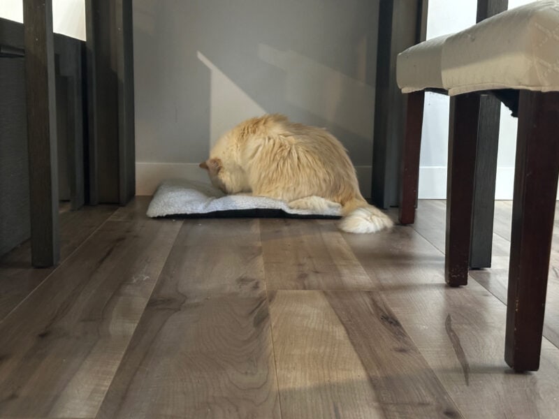 Blue hiding to her lounger