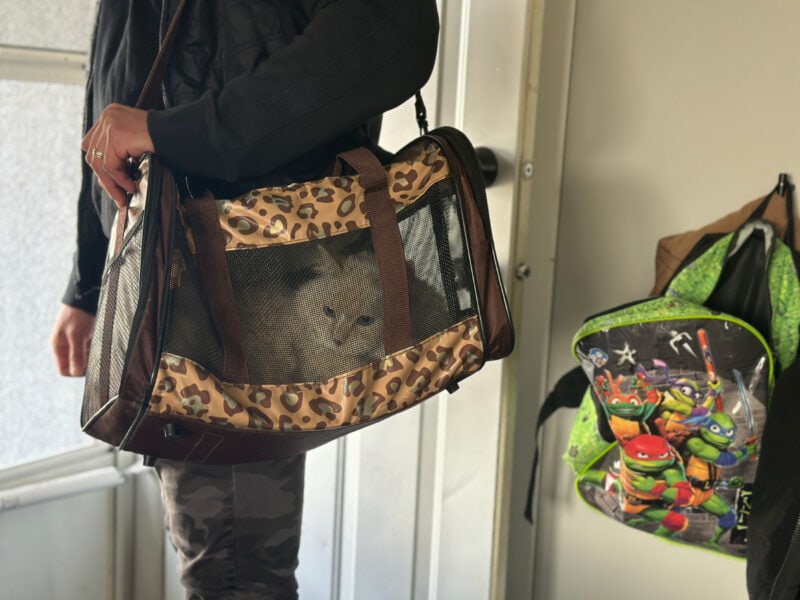 Blue in a carrier