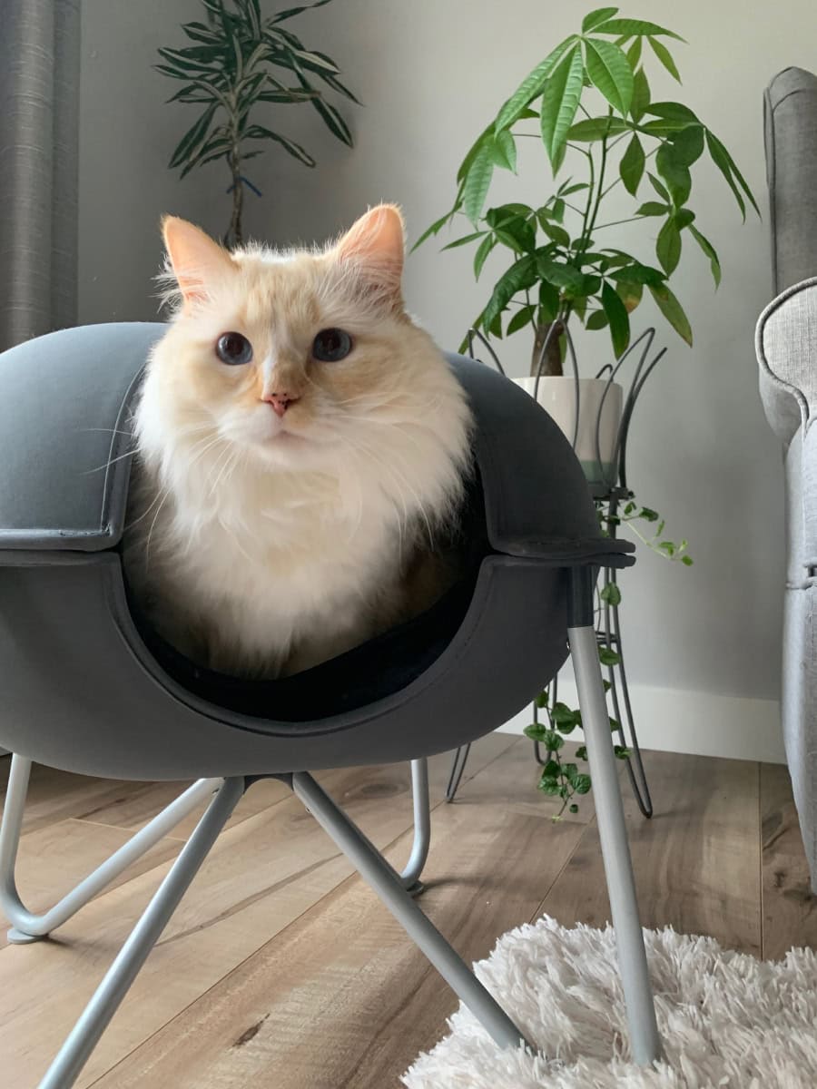 Blue lying in Hepper Pod Cat Bed