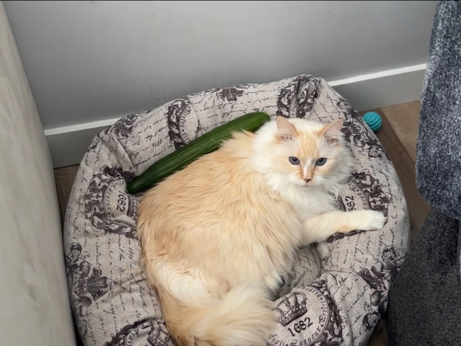 Blue lying in her bed with cucumber