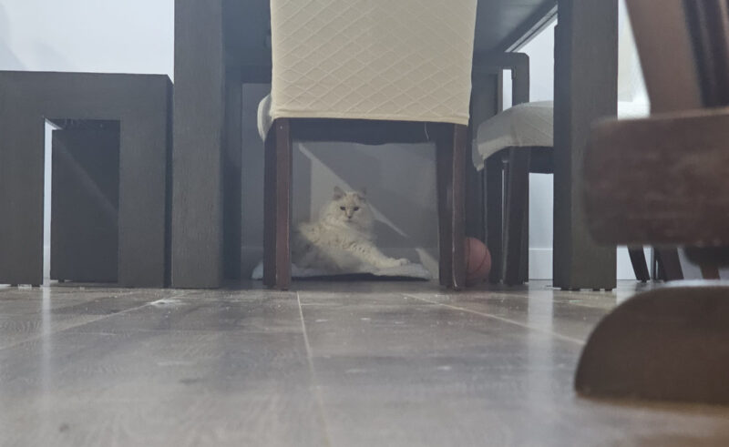 Blue lying on her lounger