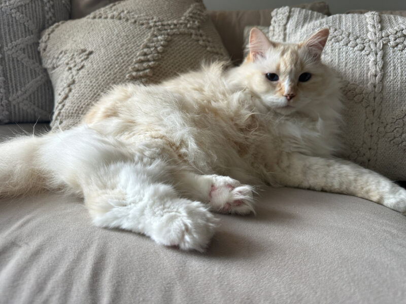 Blue lying on the couch