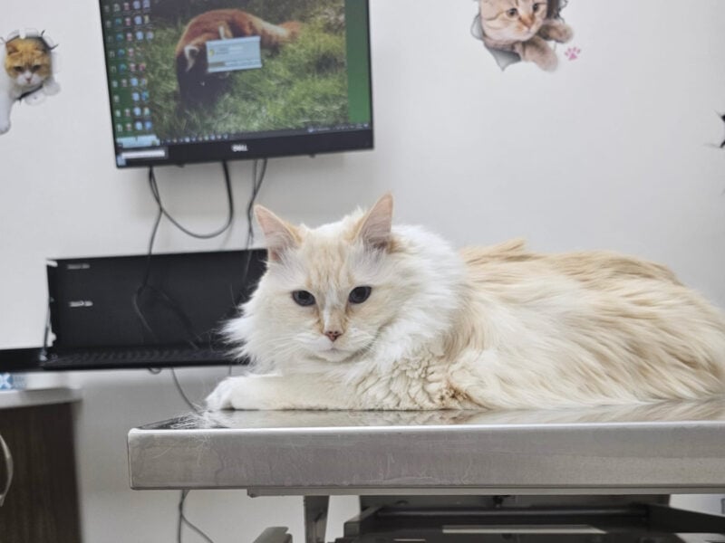Blue lying on the table in vet clinic