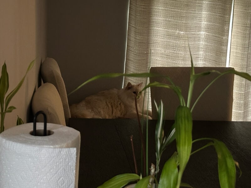 Blue lying by the table