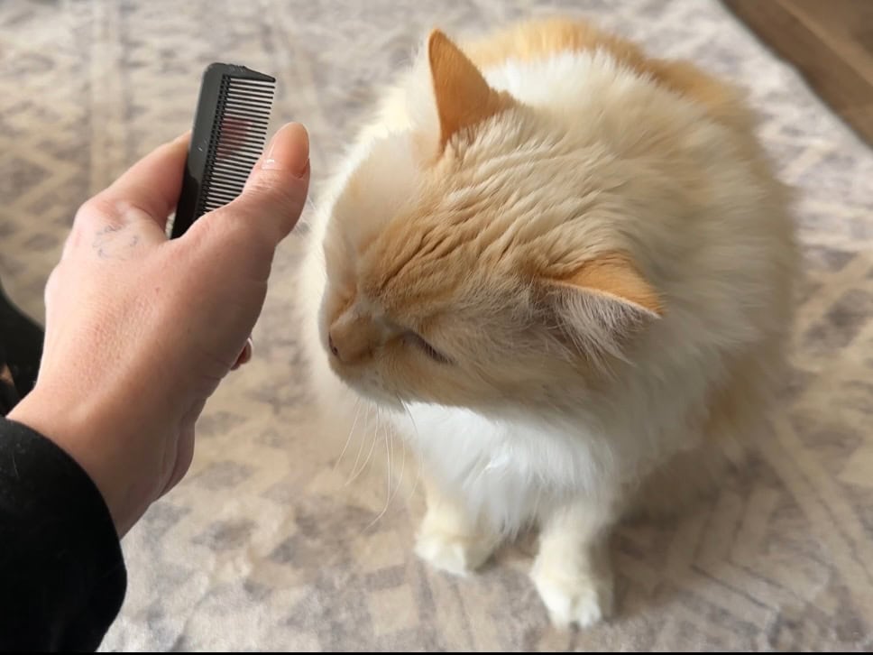 Blue sniffing the comb