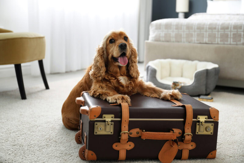 English Cocker Spaniel dog sitting on suitcase in hotel room