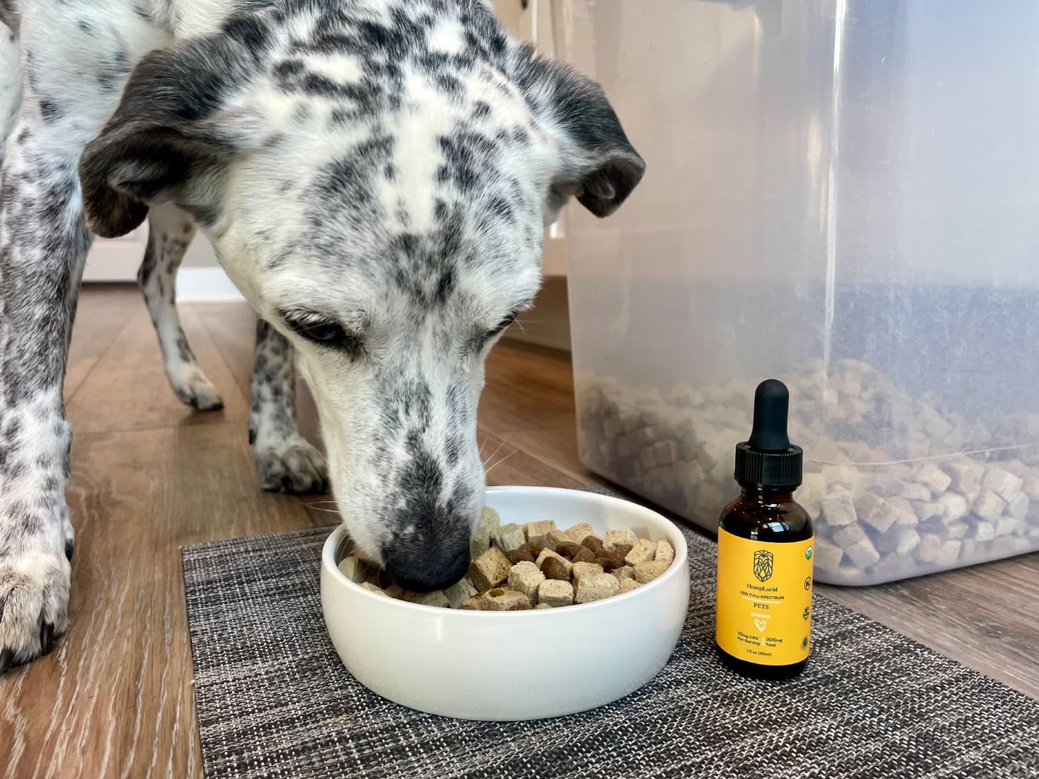 HempLucid Organic Full-Spectrum CBD - Ragz eating dog food with CBD oil