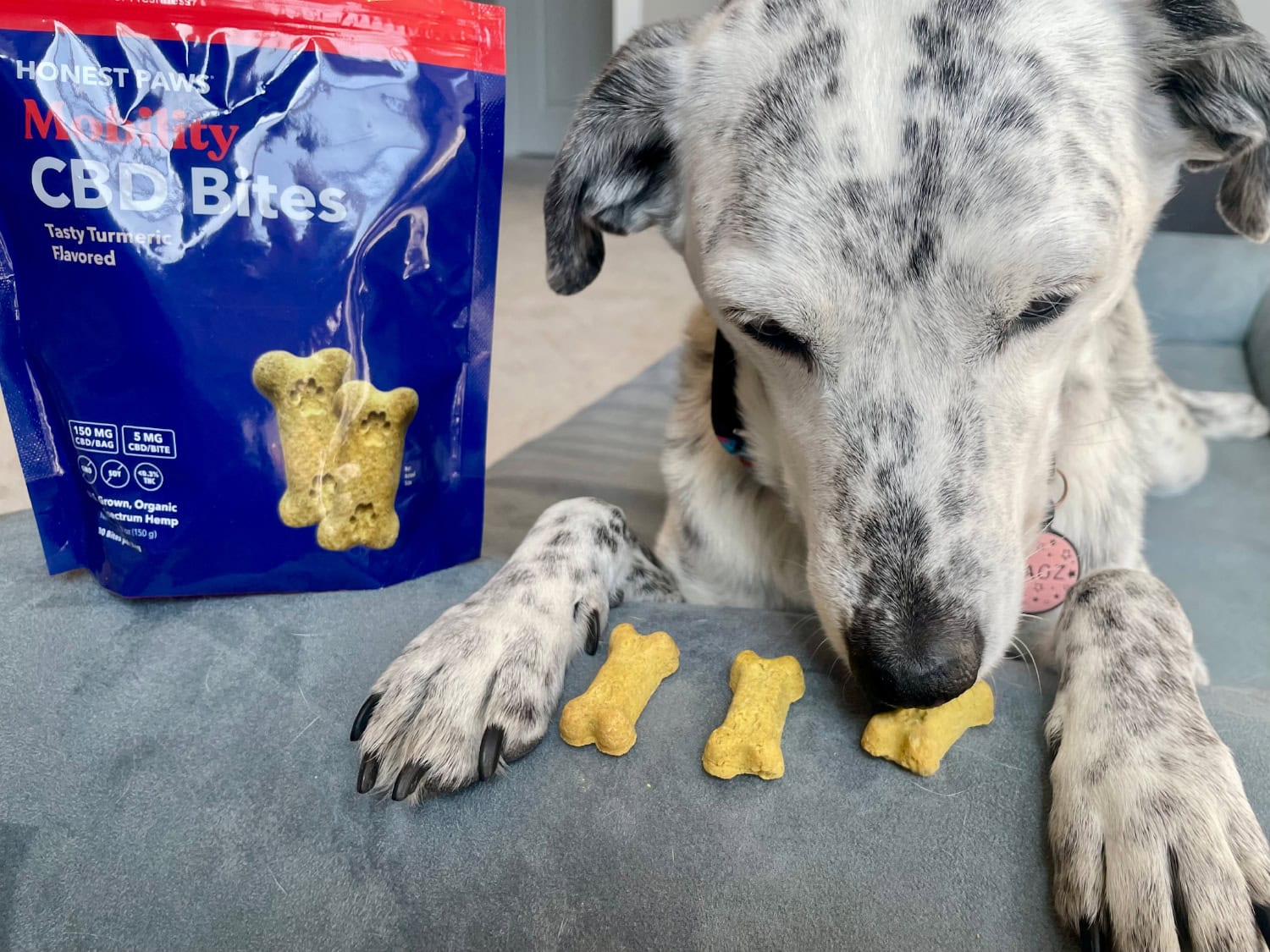Honest Paws Products Review - Ragz eating CBD bites