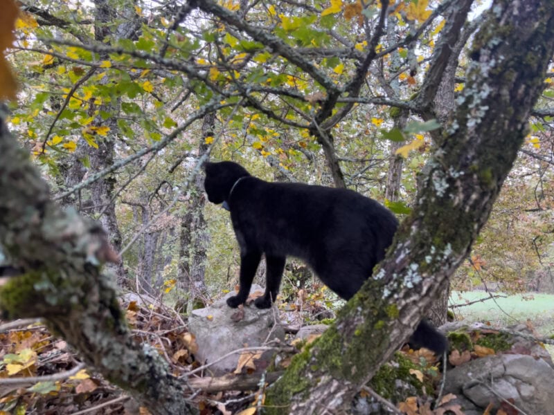 Miki exploring outdoor with cat GPS tracker on