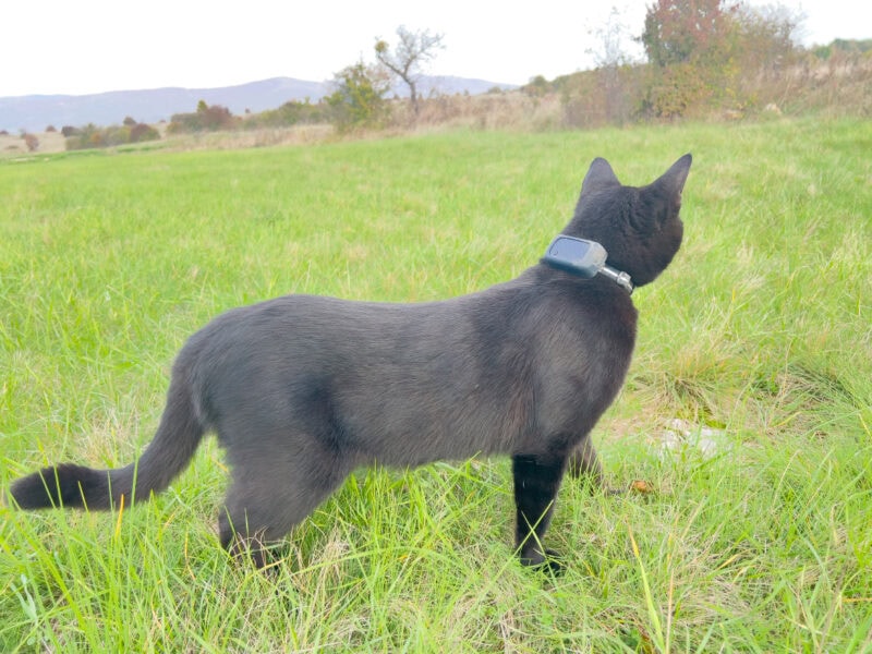 Miki exploring the field with cat GPS tracker on