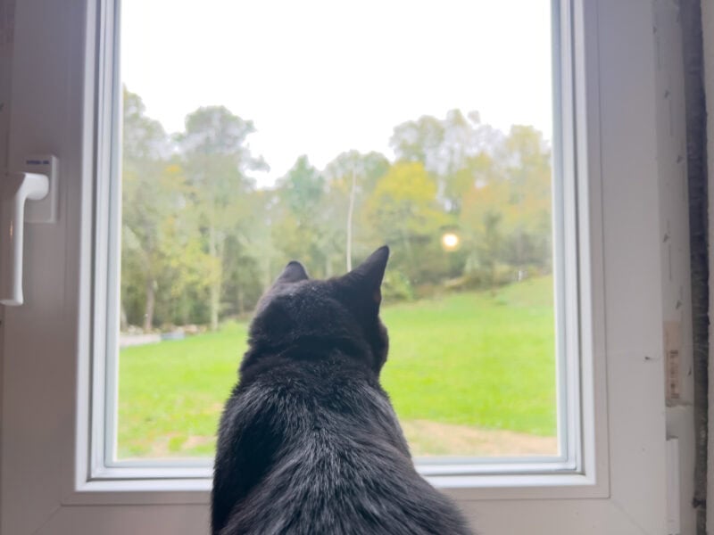 Miki lying by the window