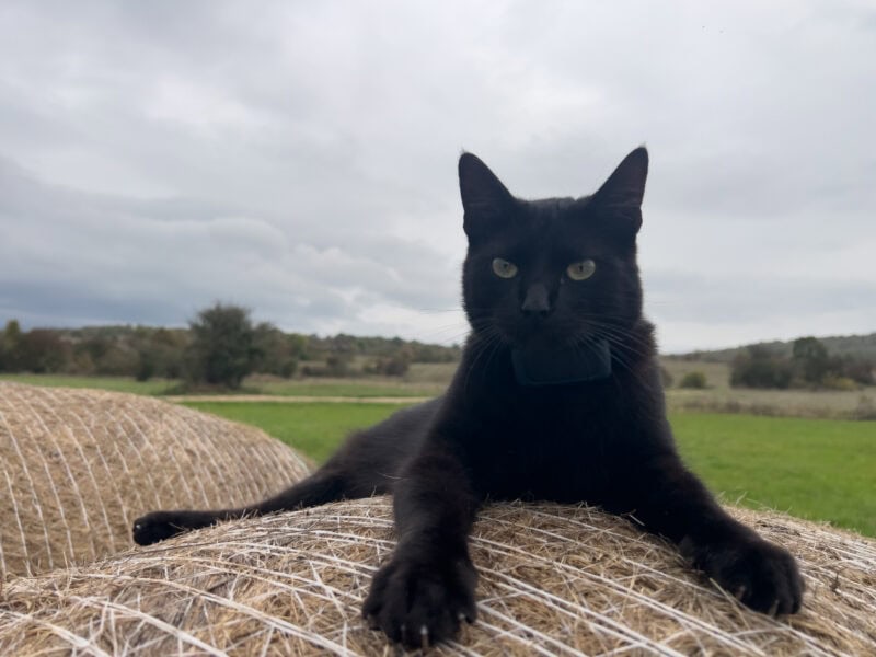 Miki lying on a bale of hay