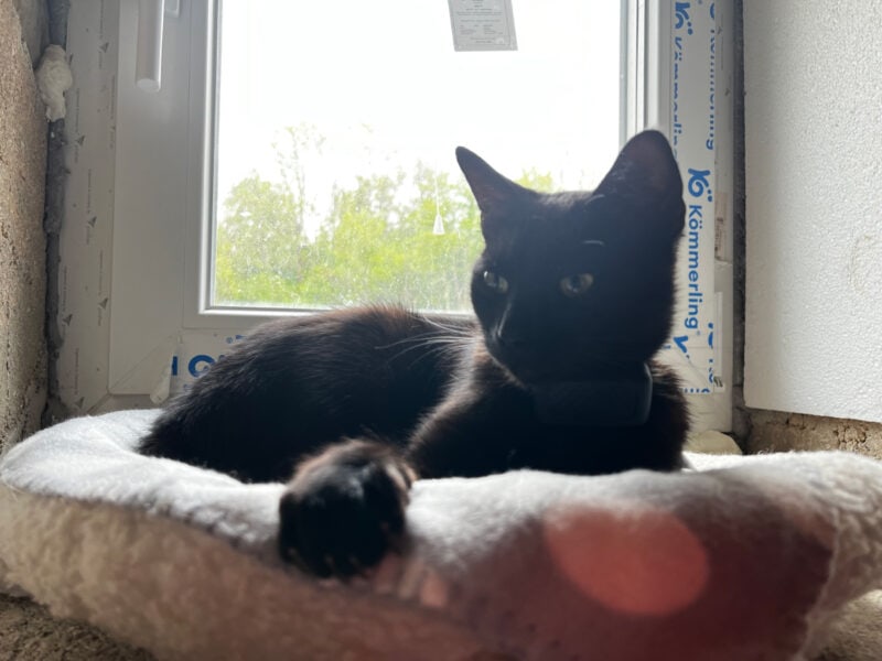 Miki lying on cat bed