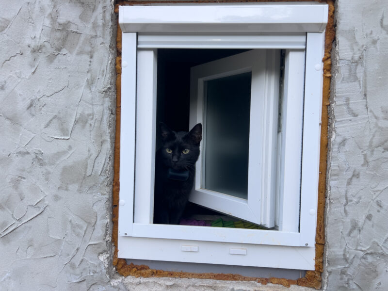 Miki peeking out the window