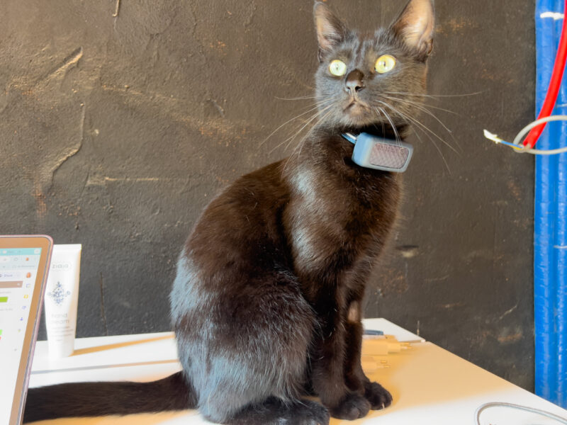 Miki sitting on the table wearing cat GPS tracker