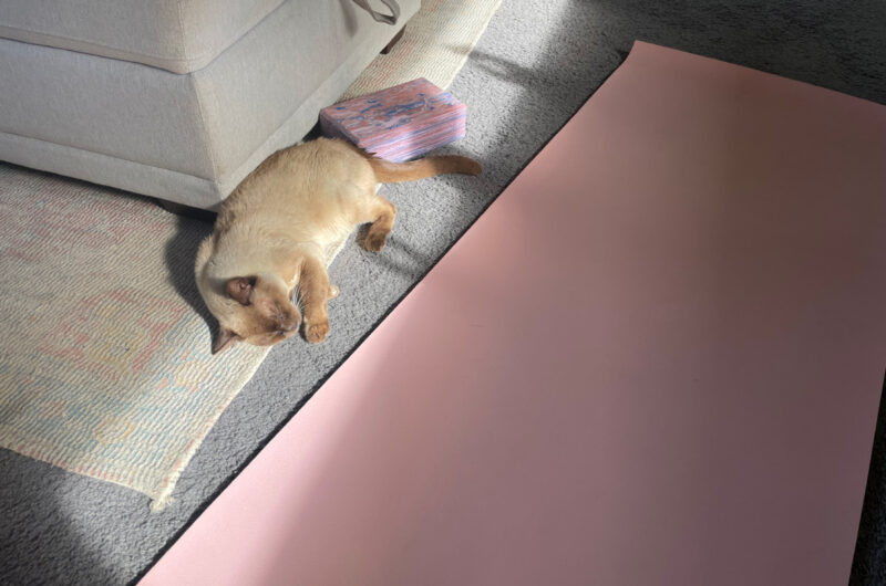 My geriatric yogi, respecting the mat.