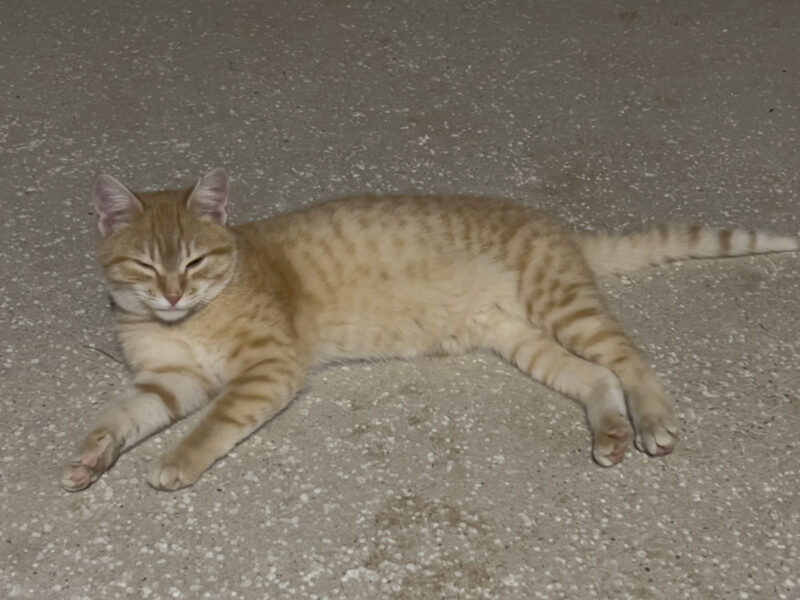 Nara lying on the floor
