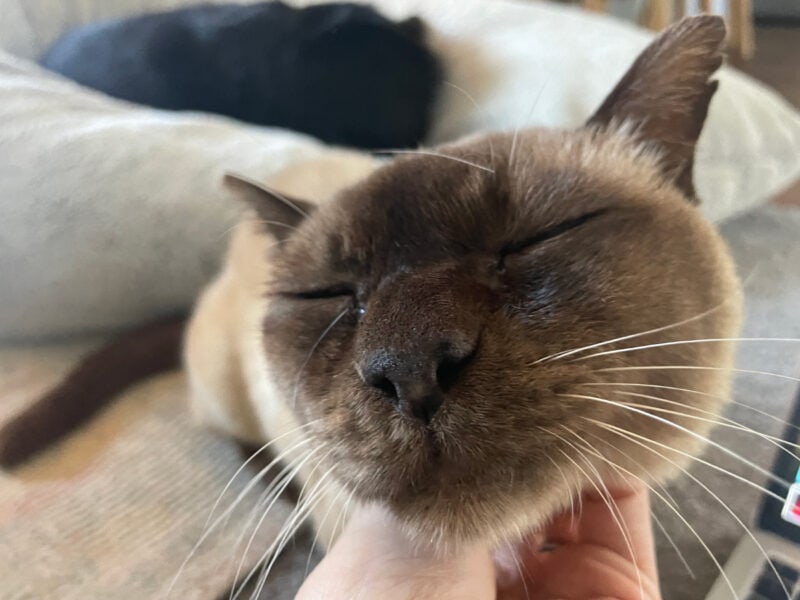 Now, we can't leave this little man behind.