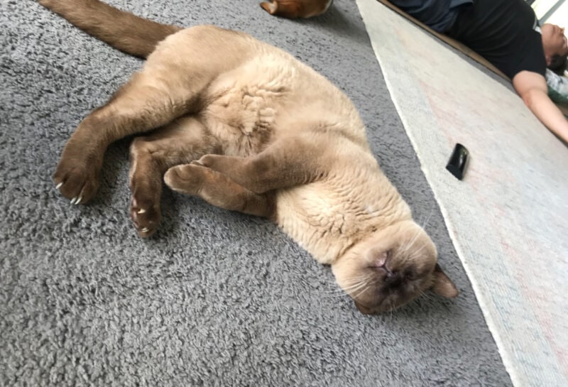 Practicing Savasana near my husband last summer - it was too warm for snuggles.