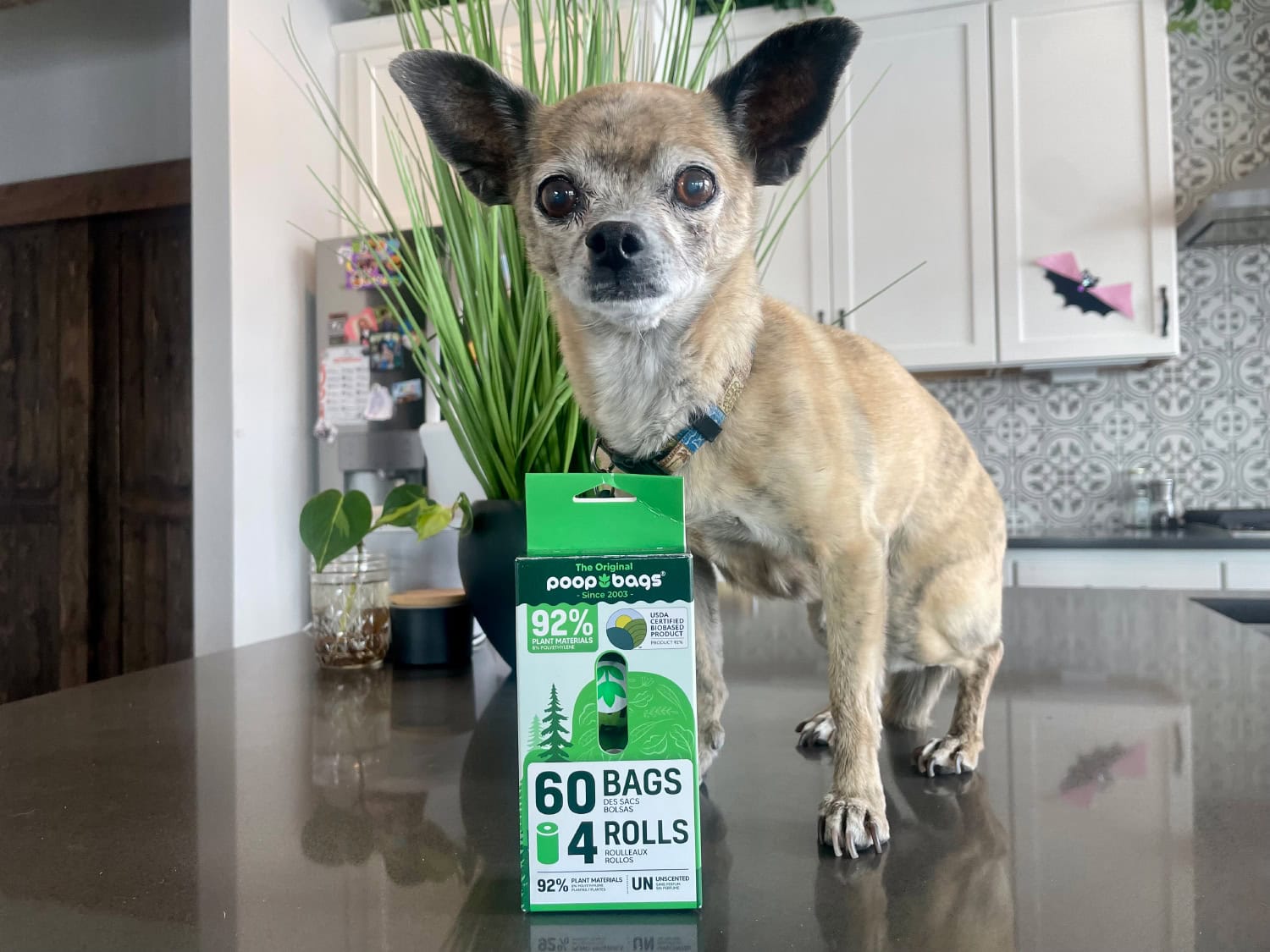 The Original Poop Bags Review - Papyrus on the counter with poop bag roll