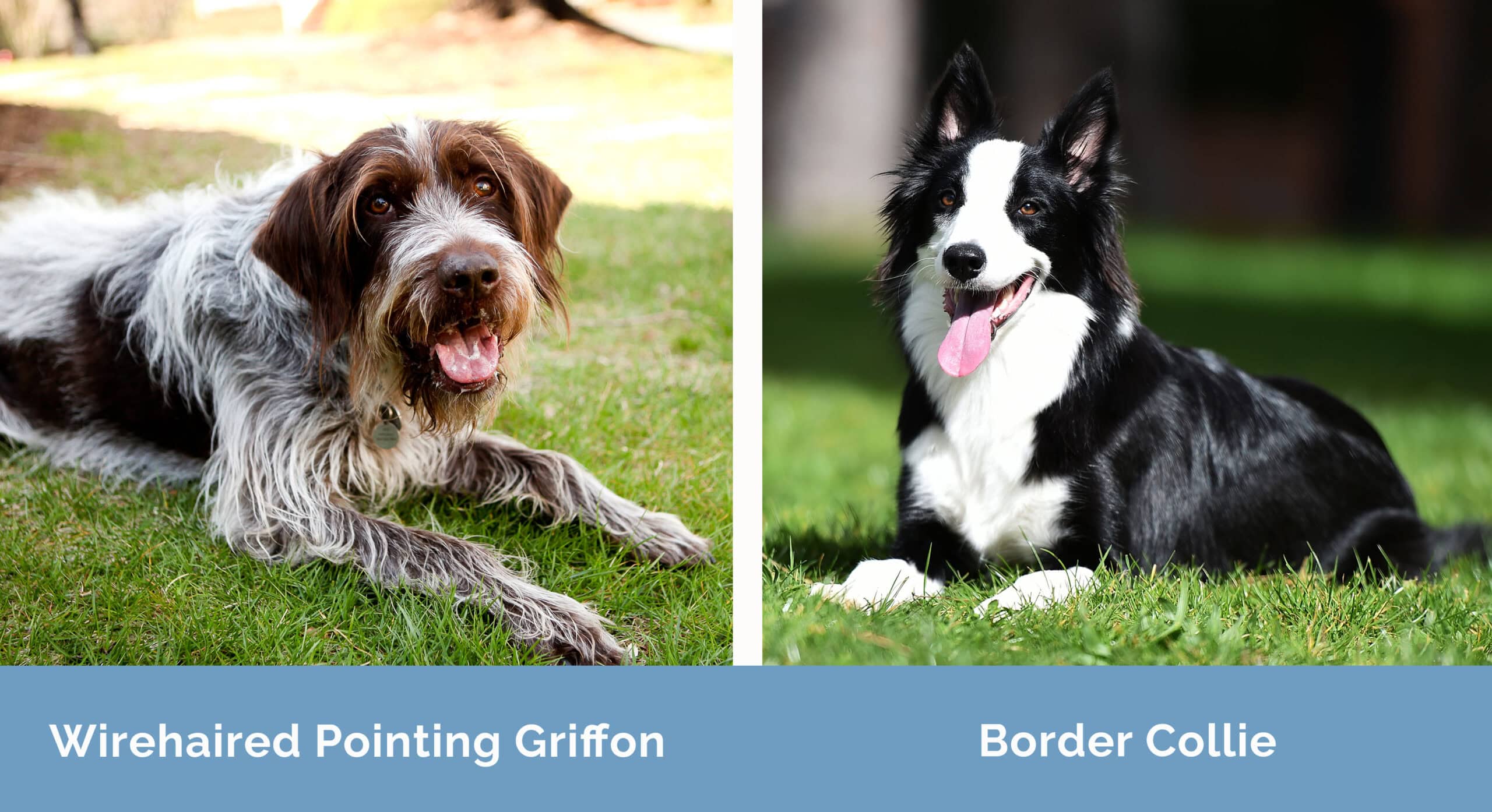 Wirehaired Pointing Griffon x Border Collie