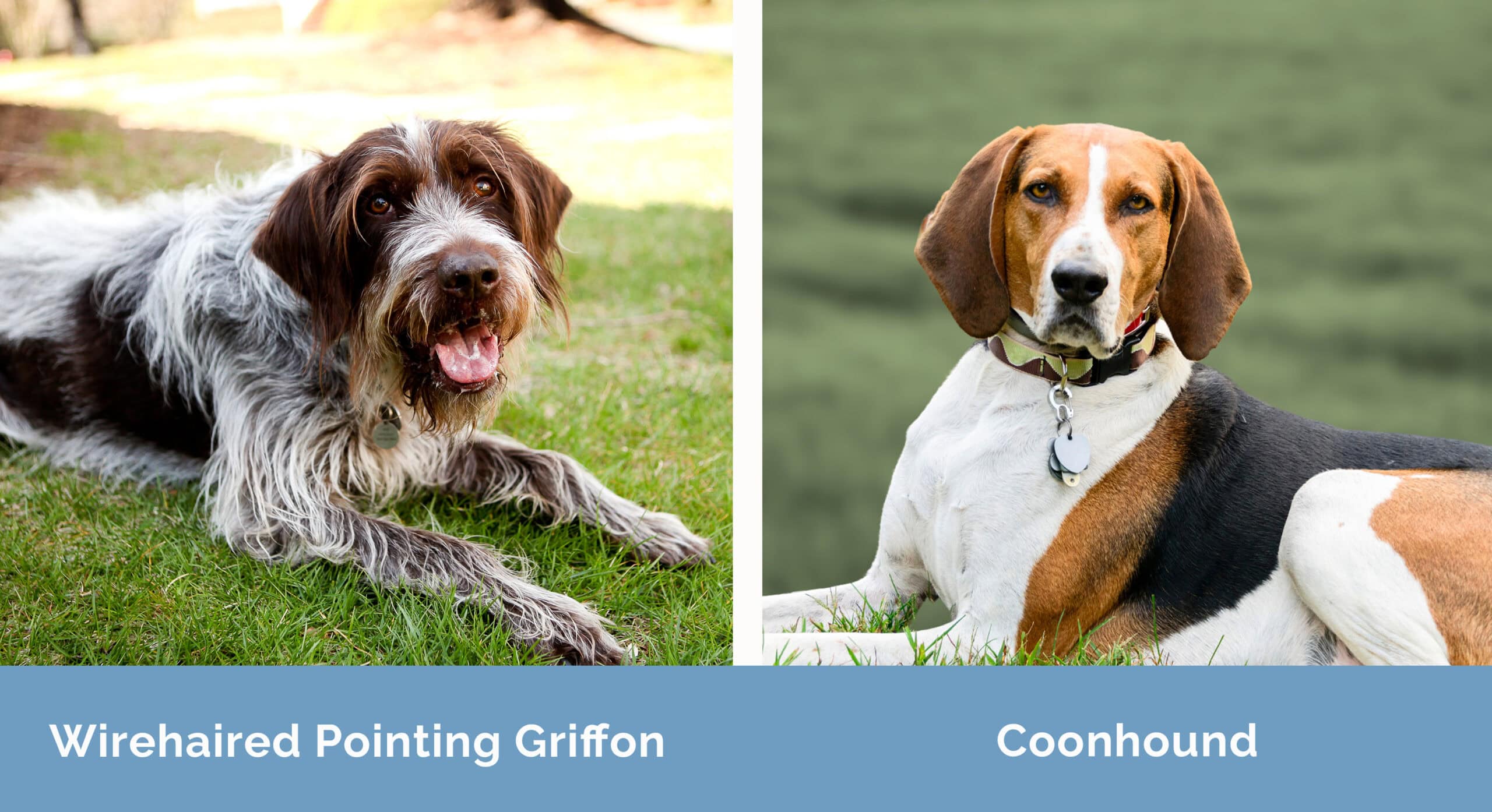 Wirehaired Pointing Griffon x Coonhound