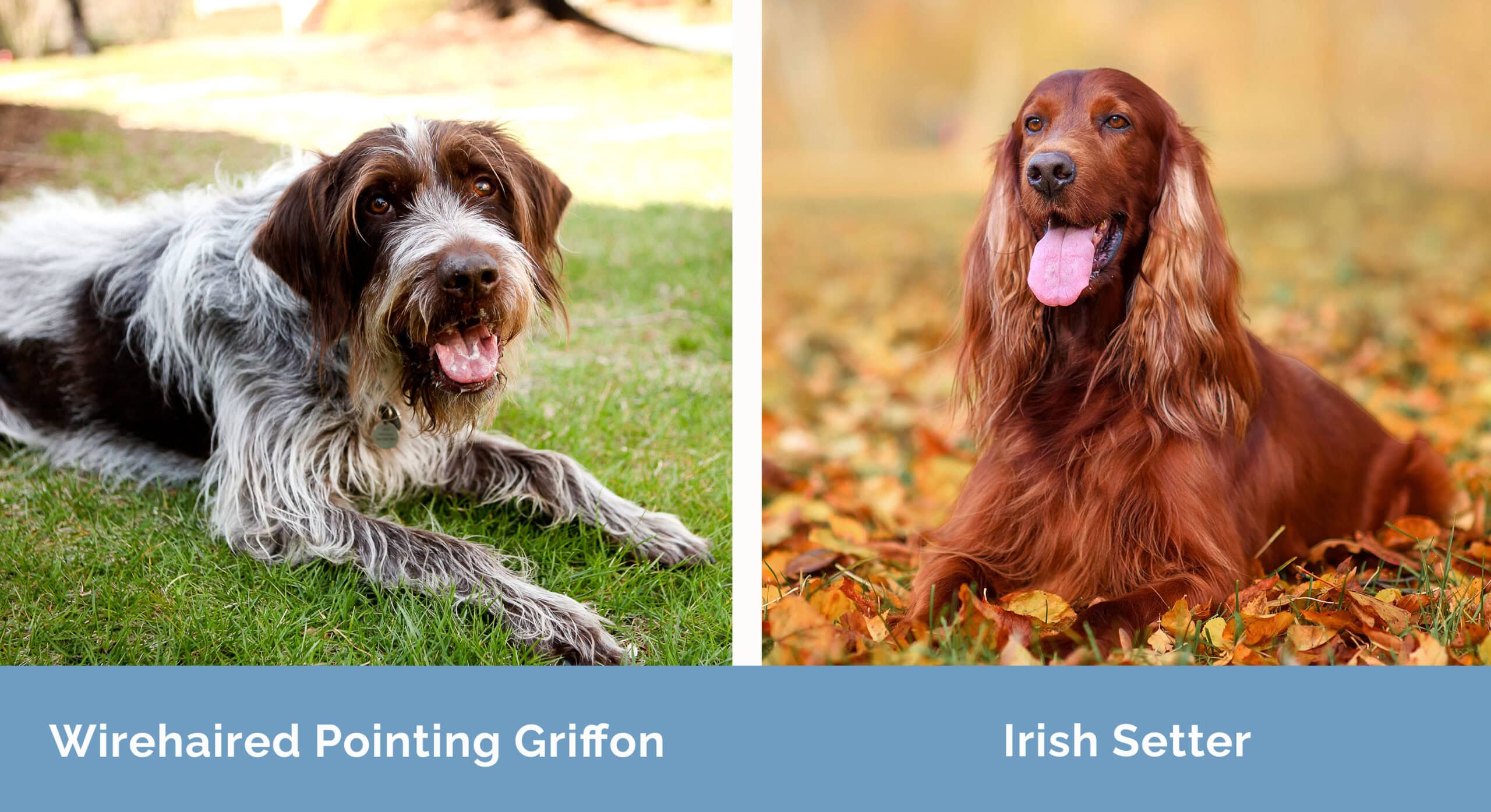 Wirehaired Pointing Griffon x Irish Setter