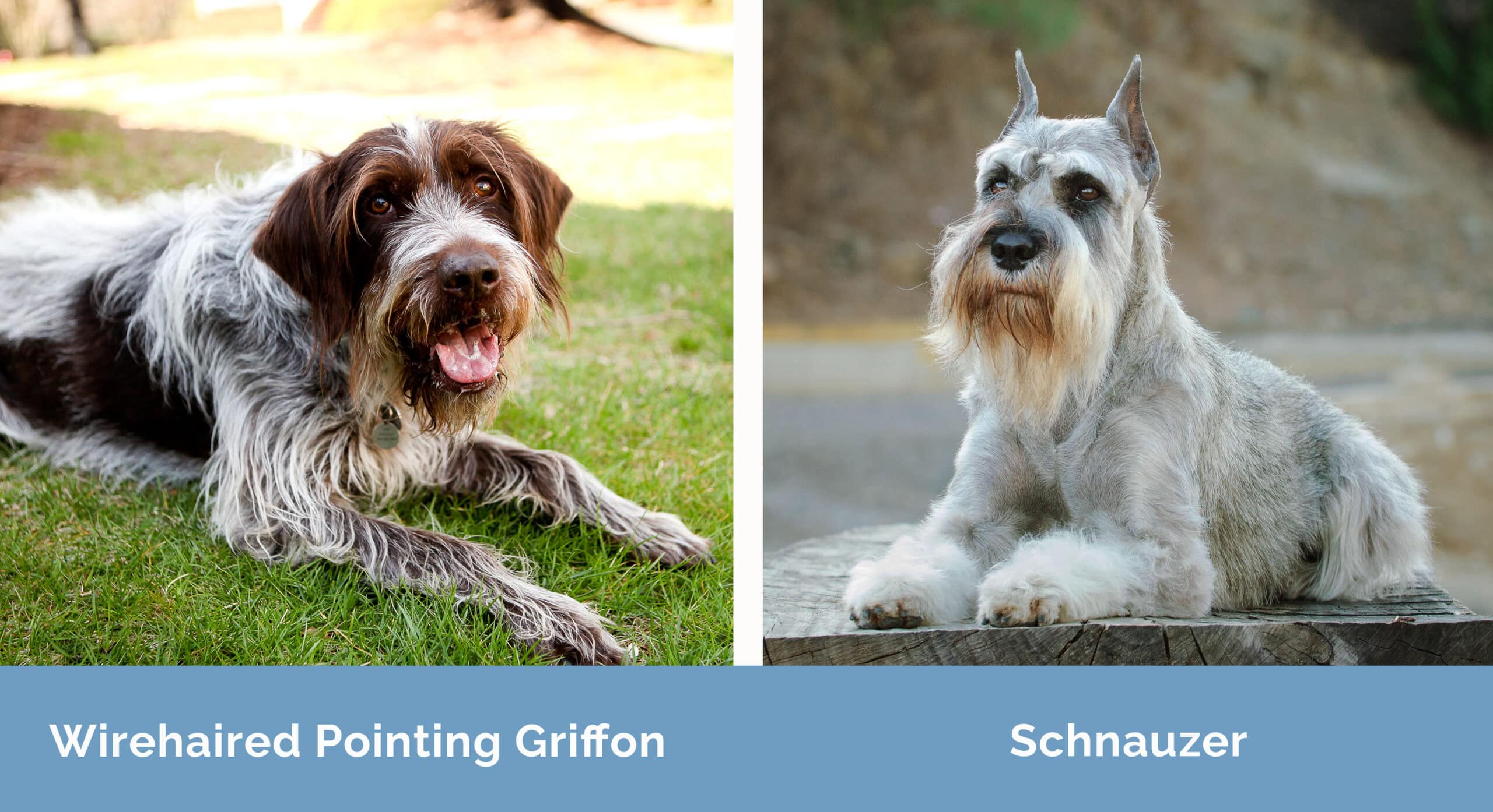 Wirehaired Pointing Griffon x Schnauzer