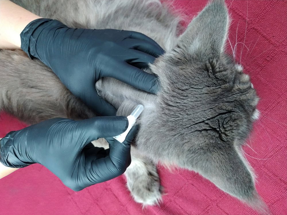 vet applying treatment to cat's neck