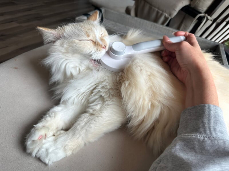 Amanda brushing Blue