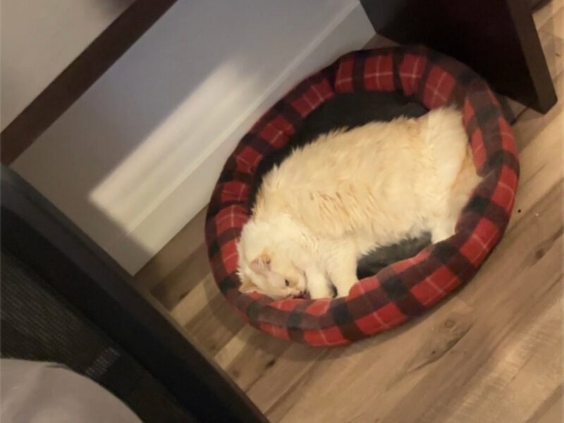 Blue kneading on cat bed