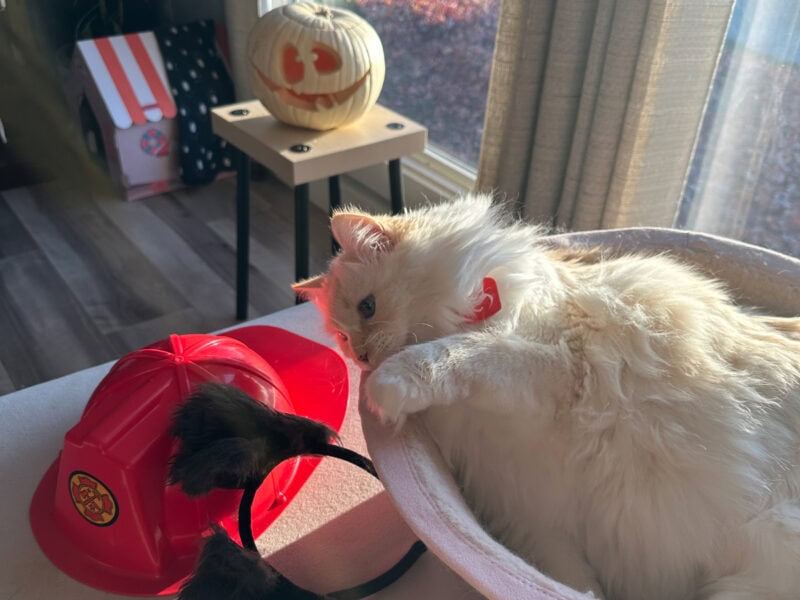 Blue lying in hepper nest bed