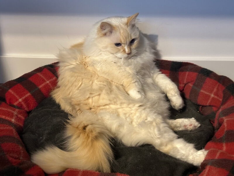 Blue lying in her bed