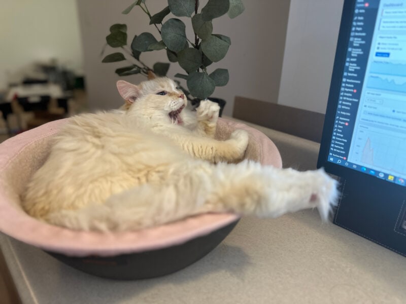 Blue lying in the nest bed near the monitor