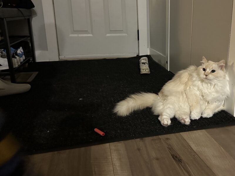 Blue lying on Amanda's front carpet
